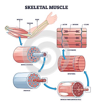 Skeletal muscle structure layers with anatomical closeups outline diagram photo