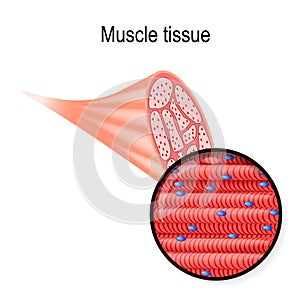 Skeletal muscle. Tissue and fiber photo