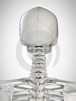 The skeletal neck