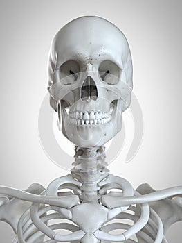 The skeletal neck