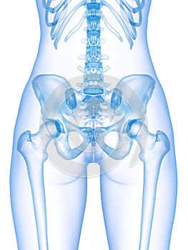 The skeletal pelvis