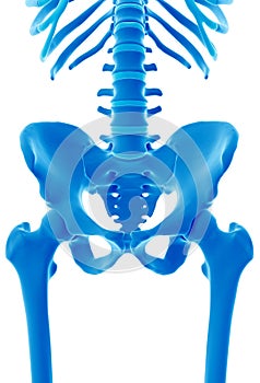 The skeletal pelvis