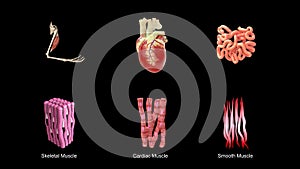 Skeletal, Smooth and Cardiac Muscle diagram or Types of muscles