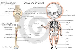 Skeletal system. Biology education banner for kids.