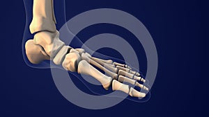 skeletal system of the human foot