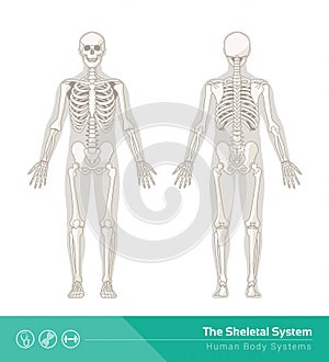 The skeletal system photo