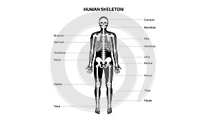 Human skeleton anatomy