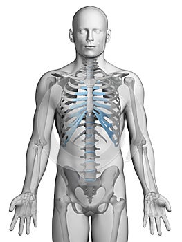 Skeletal thorax