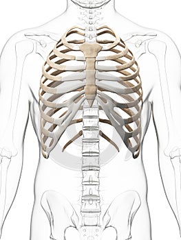 Skeletal thorax