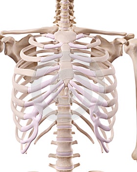 The skeletal thorax