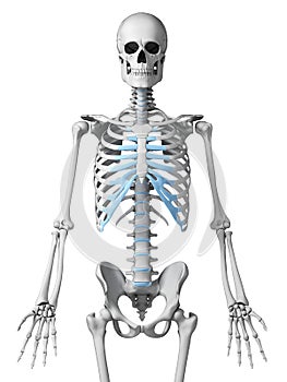 Skeletal thorax photo
