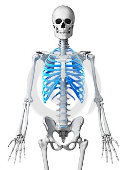 Skeletal thorax
