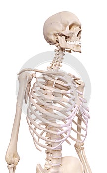 The skeletal thorax