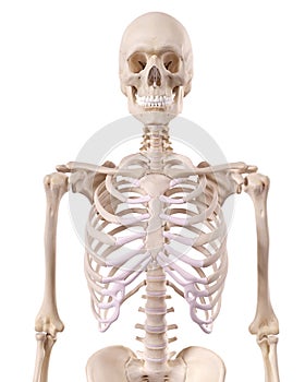 The skeletal thorax