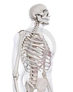 The skeletal thorax photo