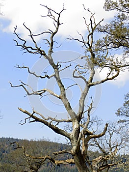 Skeletal tree against blue sky