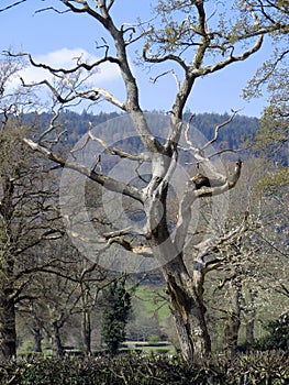 Skeletal tree against blue sky