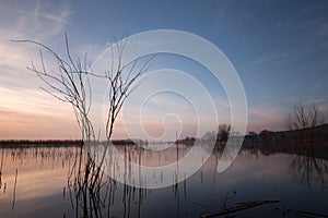 Skeletal tree on a lake at sunset, with beautiful reflections a