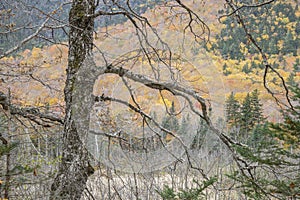 Skeletal tree on the Sam Willey Trail in Crawford Notch, White Mountains, New Hampshire