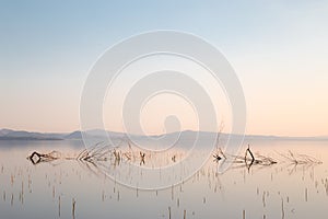 Skeletal trees and branches in perfectly still water at sunset,