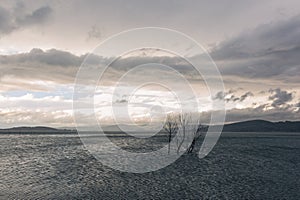 Skeletal trees on a lake, beneath a dramatic, moody sky