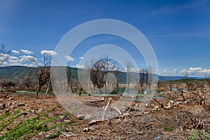 Skeletal trees in Lake Bogoria