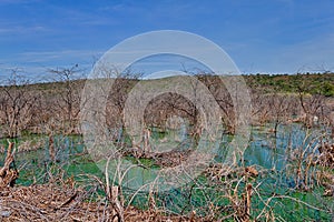 Skeletal trees in Lake Bogoria