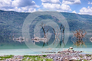 Skeletal trees in Lake Bogoria