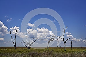 Skeletal Trees & Marsh, Grand Isle Louisiana