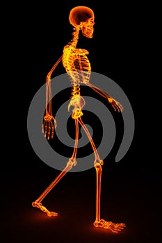 Skeleton