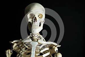 Skeleton img