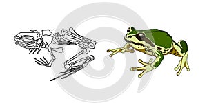 The skeleton of amphibians. Toad. Frog. Anatomy. Vector.