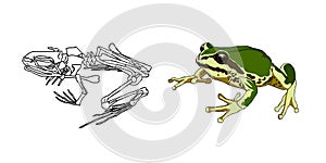 The skeleton of amphibians. Toad. Frog. Anatomy. Vector. photo