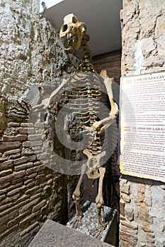 Skeleton of an ancient bear in Barcelona Mammoth Museum