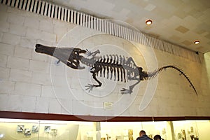 Skeleton of ancient giant crocodile.