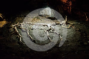 Skeleton of animal in the cave Emine Bair Khosar. Crimea.
