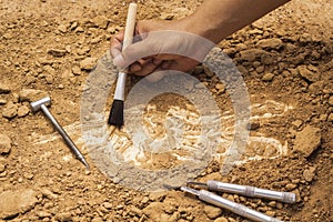 Skeleton and archaeological tools.Training for dig fossil.Simula photo