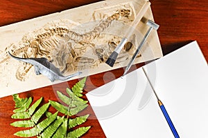 Skeleton and archaeological tools. photo