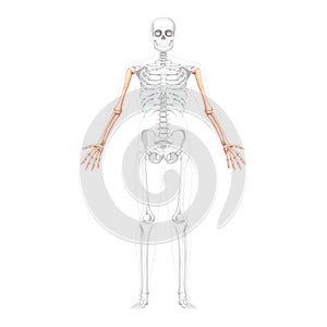 Skeleton Arms Human front Anterior ventral view with partly transparent bones position. Hands, forearms realistic flat