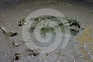 Skeleton in bear cave, Apuseni Mountains