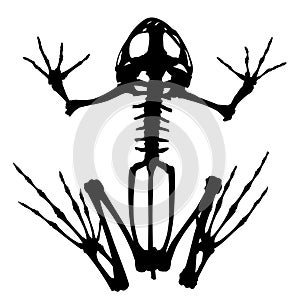 Skeleton of frog.