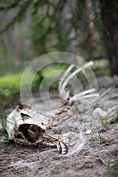 The Skeleton of a Big Horn Sheep in the Forest at Rocky Mountain National Park