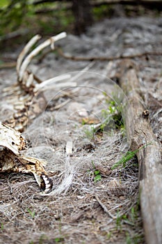 The Skeleton of a Big Horn Sheep in the Forest at Rocky Mountain National Park