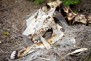 The Skeleton of a Big Horn Sheep in the Forest at Rocky Mountain National Park