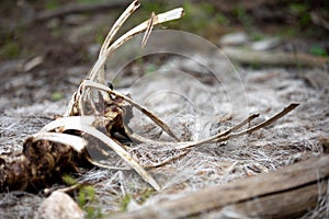 The Skeleton of a Big Horn Sheep in the Forest at Rocky Mountain National Park