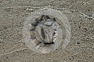 Skeleton of a big shell is washed ashore on a beach.