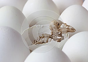 Skeleton of a bird.