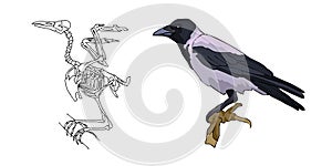 Skeleton of a bird. Crow. Bones. Vector.