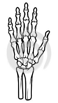 Skeleton bone hand illustrations