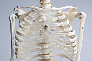 Skeleton chest photo